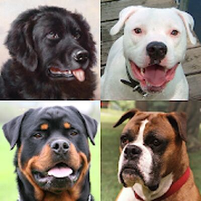 Скачать взломанную Собаки - Фото-тест про популярные породы собак [Много монет] MOD apk на Андроид