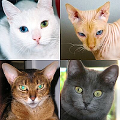 Скачать взломанную Кошки: Фото-викторина про популярные породы кошек [Много денег] MOD apk на Андроид