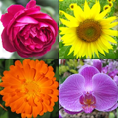 Скачать взломанную Цветы - Красивые растения: Викторина по ботанике [Много денег] MOD apk на Андроид
