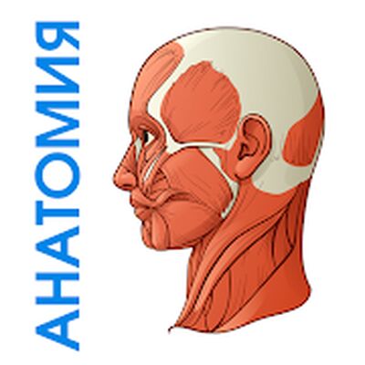Скачать Нормальная анатомия человека [Premium] RU apk на Андроид
