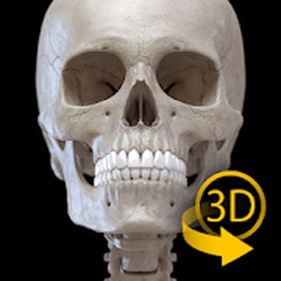 Скачать Скелет | 3D Анатомии [Без рекламы] RUS apk на Андроид
