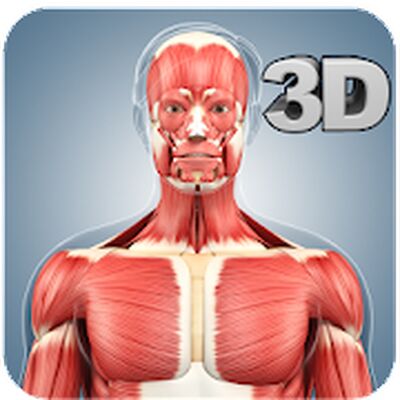Скачать Muscle Anatomy Pro. [Unlocked] RUS apk на Андроид