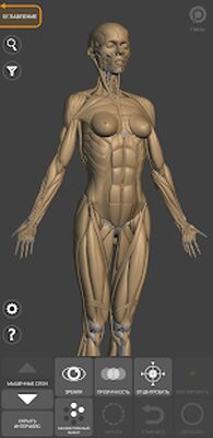 Скачать 3D Анатомия для художников [Premium] RU apk на Андроид