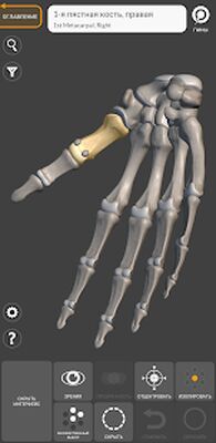 Скачать 3D Анатомия для художников [Premium] RU apk на Андроид