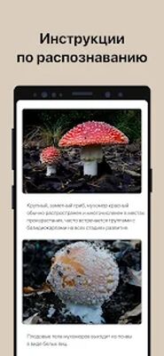 Скачать Picture Mushroom - Mushroom ID [Без рекламы] RU apk на Андроид