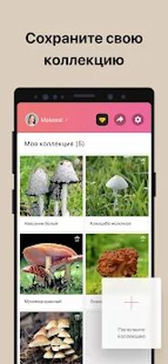 Скачать Picture Mushroom - Mushroom ID [Без рекламы] RU apk на Андроид
