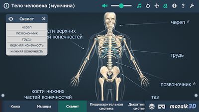 Скачать Тело человека (мужчина), интерактивное 3D ВР [Premium] RU apk на Андроид