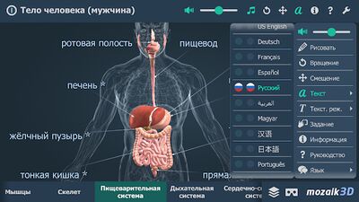 Скачать Тело человека (мужчина), интерактивное 3D ВР [Premium] RU apk на Андроид