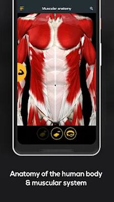 Скачать Anatomy by Muscle & Motion [Unlocked] RU apk на Андроид