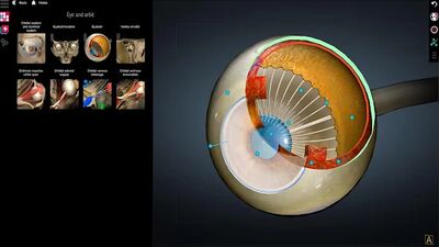 Скачать Anatomy Learning - 3D анатомический атлас [Без рекламы] RU apk на Андроид
