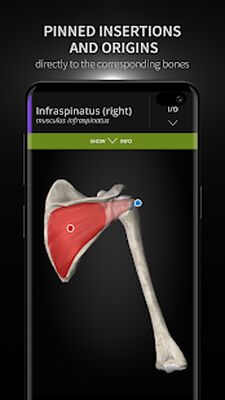 Скачать Anatomyka - 3D Human Anatomy Atlas [Полная версия] RU apk на Андроид