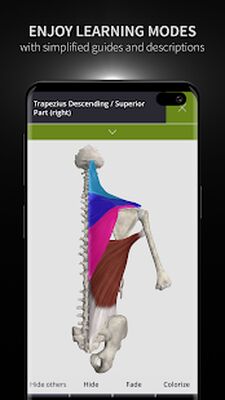Скачать Anatomyka - 3D Human Anatomy Atlas [Полная версия] RU apk на Андроид