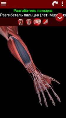 Скачать мышечная система в 3D (анатомия) [Полная версия] RU apk на Андроид