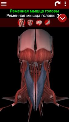 Скачать мышечная система в 3D (анатомия) [Полная версия] RU apk на Андроид