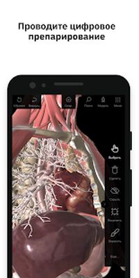 Скачать Pirogov Anatomy [Premium] RU apk на Андроид