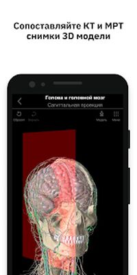 Скачать Pirogov Anatomy [Premium] RU apk на Андроид