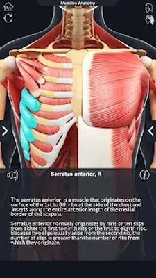 Скачать Muscle Anatomy Pro. [Unlocked] RUS apk на Андроид