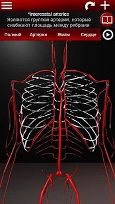 Скачать Система кровообращения в 3D (анатомия) [Полная версия] RUS apk на Андроид