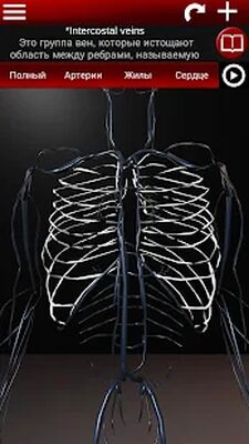 Скачать Система кровообращения в 3D (анатомия) [Полная версия] RUS apk на Андроид