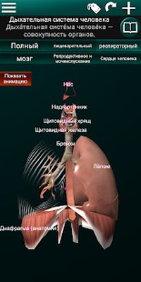 Скачать Внутренние органы в 3D (анатомия) [Unlocked] RUS apk на Андроид