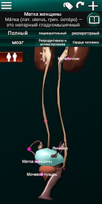 Скачать Внутренние органы в 3D (анатомия) [Unlocked] RUS apk на Андроид