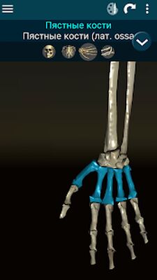 Скачать Osseous System 3D (анатомия) [Без рекламы] RUS apk на Андроид
