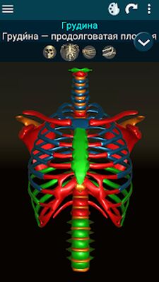 Скачать Osseous System 3D (анатомия) [Без рекламы] RUS apk на Андроид