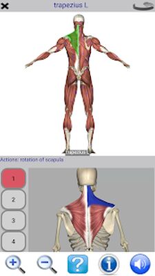 Скачать Visual Anatomy Free [Unlocked] RUS apk на Андроид