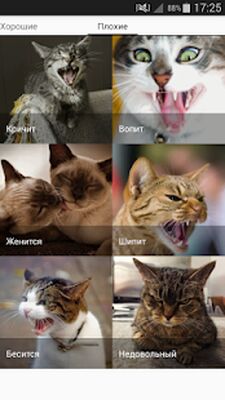 Скачать Звуки котов - поиграй с котами [Premium] RUS apk на Андроид