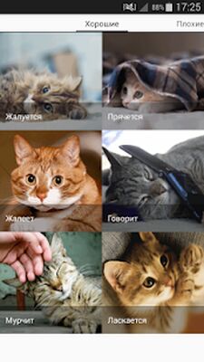 Скачать Звуки котов - поиграй с котами [Premium] RUS apk на Андроид